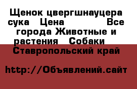 Щенок цвергшнауцера сука › Цена ­ 25 000 - Все города Животные и растения » Собаки   . Ставропольский край